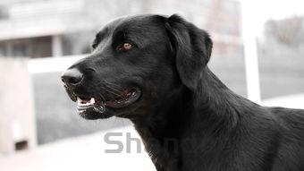 狗狗发出咔咔的声音呕吐是啥情况?该怎么做才对?