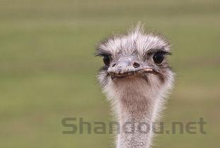 公狗走路歪着头脖子好像有点肿大是什么原因?要怎么应对?