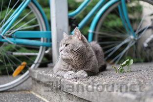 猫咪ALT超标是什么原因导致的?猫咪ALT超标该怎么处理?