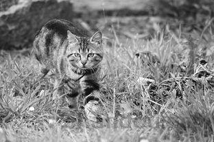 猫咪呕吐白色的泡沫是什么原因导致的?该怎么处理?