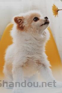 狗咬自己后背是咋回事?要怎么处理?