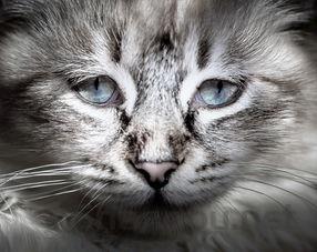 猫咪淋巴肿大是什么原因?猫咪淋巴肿大怎么办?