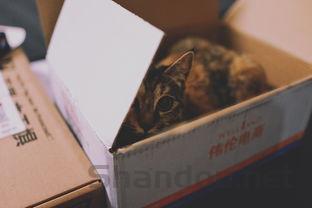 猫咪拉尿频繁拉得少还吐了是啥情况?该咋办?