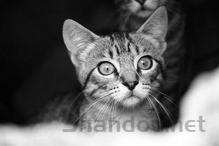 猫咪脂肪肝治疗5天出现呼吸急促怎么弄会好?