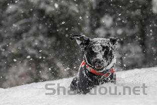 狗狗吐咖啡渣子颜色是什么情况?狗狗吐咖啡渣子颜色该咋办?