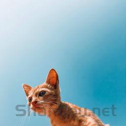 狗狗吐咖啡渣子颜色是什么情况?狗狗吐咖啡渣子颜色该咋办?