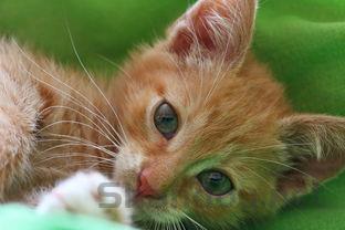 母猫绝育后还出现发情,为何会这样?要怎么弄?