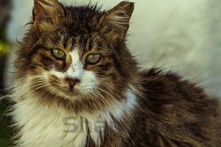 猫咪食欲不振嗜睡掉毛是何原因?该怎么处理?