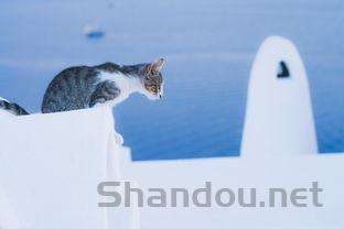 猫咪呕吐拉水是什么原因?猫咪呕吐拉水该怎么解决?